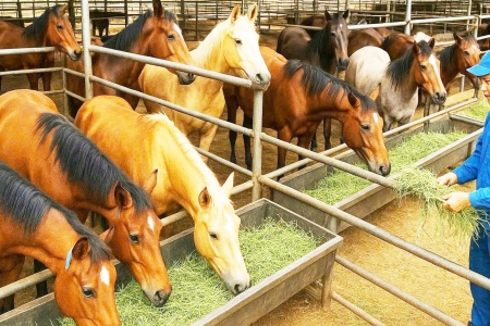 Bắc Ninh có 2 Hợp tác xã tiêu biểu toàn quốc năm 2026