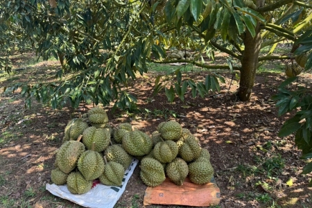 Xuất khẩu lô sầu riêng đầu tiên nhờ thông quan Luồng xanh