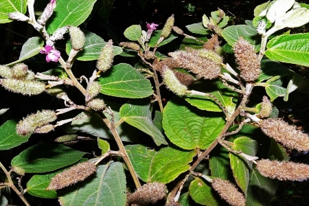 Trồng và phát triển sản phẩm cây An xoa - Hướng đi tiềm năng cho dược liệu Lâm Đồng