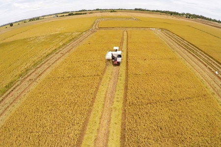 Công ty TNHH Thương mại và Dịch vụ Phan Gia khẳng định vị thế qua những sản phẩm lúa gạo chất lượng cao