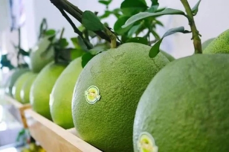 Bưởi Việt chính thức vào Australia, thêm cơ hội chinh phục thị trường khó tính