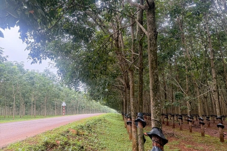 Giá cao su hôm nay 11/4: Đồng loạt giảm trên các sàn giao dịch