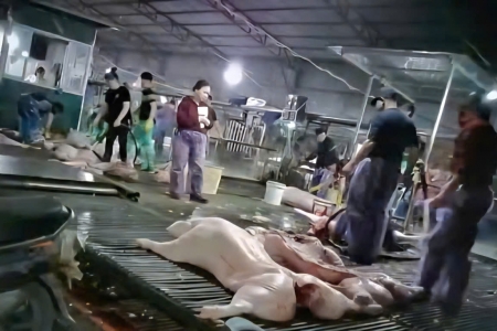 Đại biểu Quốc hội: Cần khẩn trương xử lý nghiêm, bịt lỗ hổng quản lý sau vụ lợn bệnh vào trường học