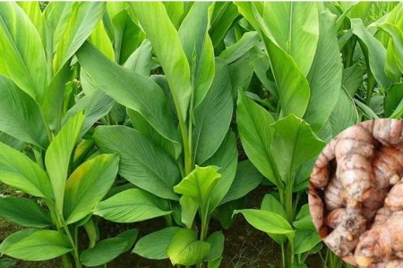 Loại cây quý không cần chăm sóc vẫn xanh tốt quanh vườn, dùng hằng ngày tốt đủ mặt