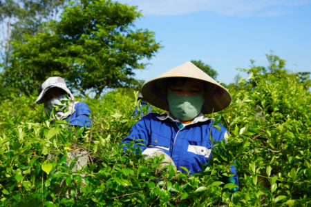 Đánh thức tiềm năng dược liệu, Quảng Trị hướng tới ngành kinh tế xanh bền vững