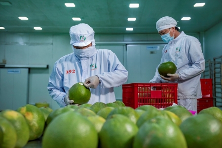 Công bố điều kiện nhập khẩu và triển khai xuất khẩu quả bưởi Việt Nam sang thị trường Australia
