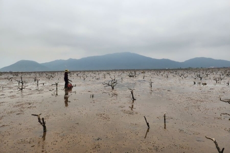 Hà Tĩnh: Hàng chục hecta rừng ngập mặn chết chưa rõ nguyên nhân