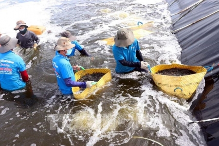 Cà Mau bảo vệ hệ sinh thái thủy sản