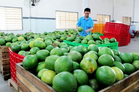 Ký Nghị định thư bưởi, chanh sang Trung Quốc - Bước tiến mới trong hợp tác nông nghiệp song phương