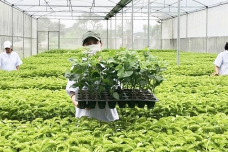 Chủ động nguồn giống, gia tăng giá trị nông sản Việt