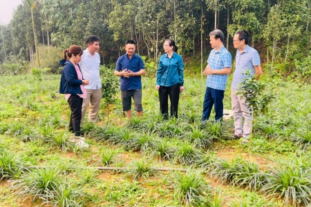 Trồng dược liệu dưới tán rừng ở Lào Cai: Hướng đi nâng cao thu nhập cho người dân