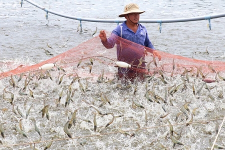 Nắng nóng kéo dài, dịch bệnh bùng phát tại nhiều vùng nuôi thủy sản Cà Mau