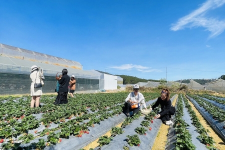 Nông dân làm “du lịch xanh”: Hướng đi bền vững từ những khu vườn phố núi