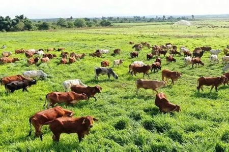 Ngăn chặn nguy cơ xâm nhập virus lở mồm long móng serotype SAT1 vào Việt Nam