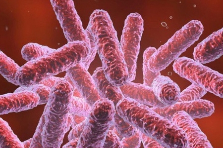 Tìm hiểu về bệnh Melioidosis và mối nguy từ vi khuẩn "sốt đất"