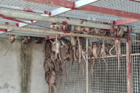 Nghệ An: Triệt phá đường dây buôn bán động vật hoang dã quý hiếm qua mạng xã hội