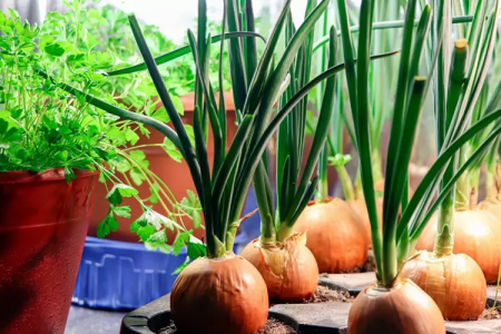 Lá hành tây có ăn được không? Dùng thế nào cho an toàn