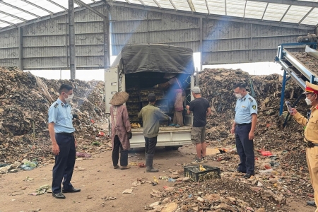 Quảng Ninh: Phát hiện và xử lý lượng lớn gia cầm giống cùng nội tạng động vật không rõ nguồn gốc