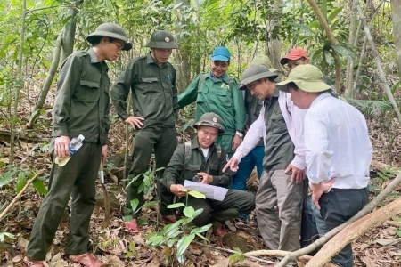 Quảng Trị: Giảm mạnh vi phạm lâm nghiệp, giữ vững độ che phủ rừng