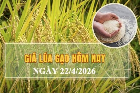 Giá lúa gạo hôm nay 22/4: Lúa tươi trầm lắng, gạo xuất khẩu tăng giá