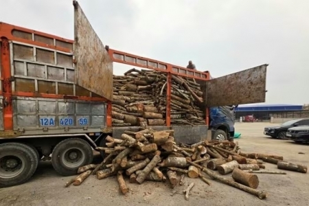 Công an tỉnh Lạng Sơn: Bắt giữ vụ vận chuyển trái phép 25,8 tấn gỗ các loại