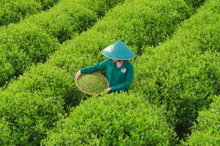 Thái Nguyên: Tổ chức triển lãm ảnh "Sắc màu văn hóa xứ trà"