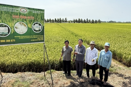 Cà Mau: Gạo Ông Điền tham dự Cuộc thi Gạo ngon Đồng bằng sông Cửu Long