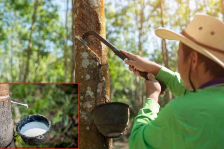 Giá cao su hôm nay 23/4: Trong nước ổn định, thế giới biến động trái chiều