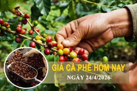 Giá cà phê hôm nay 24/4: Trong nước tăng mạnh, thế giới phục hồi ấn tượng