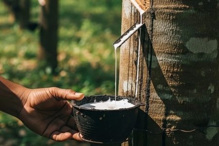 Giá cao su hôm nay 24/4: Trong nước đi ngang, thế giới tăng nhẹ