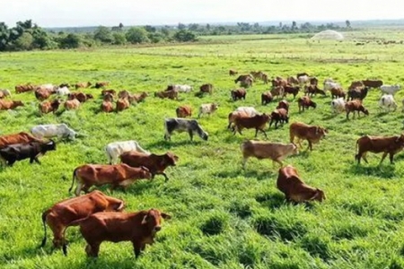 Lào Cai chủ động ngăn chặn nguy cơ xâm nhập vi rút lở mồm long móng chủng SAT1 qua biên giới