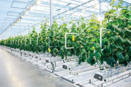 Mở lối tín dụng cho nông nghiệp xanh và số hóa