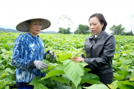 Lào Cai đặt mục tiêu 1.700 ha dâu năm 2026, thúc đẩy phát triển ngành dâu tằm tơ theo chuỗi