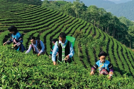 Lào Cai: Sản xuất nông, lâm nghiệp duy trì tăng trưởng ổn định trong quý I