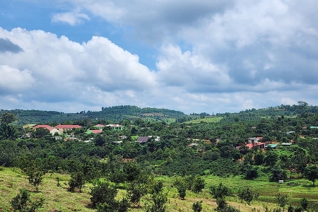 Mắc ca vào mùa “vàng”: Từ cây xóa nghèo đến động lực làm giàu vùng biên