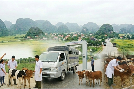 Ninh Bình: Quyết liệt ngăn chặn, ứng phó nguy cơ xâm nhiễm vi rút lở mồm long móng serotype SAT1