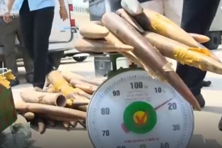 Hà Nội: Liên tiếp phát hiện, xử lý các vụ buôn lậu vàng, ngà voi, pháo nổ và thuốc lá nhập lậu