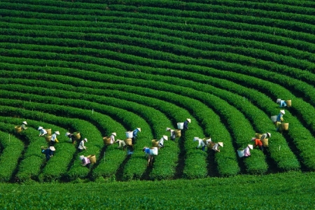 15 lĩnh vực nông nghiệp, môi trường được đơn giản hóa thủ tục hành chính