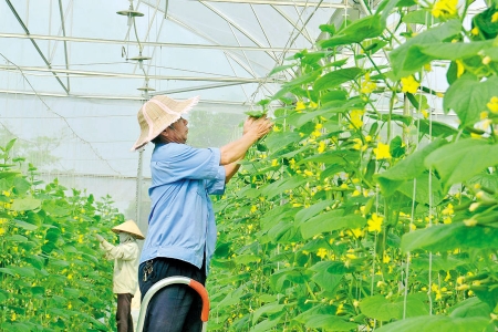 Bắc Ninh: Ứng dụng khoa học, công nghệ cao để phát triển nông nghiệp xanh