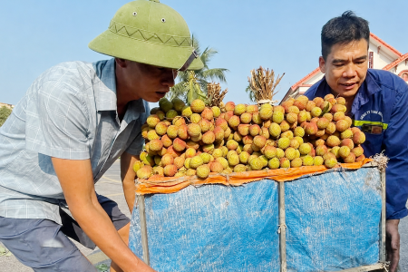 Bắc Ninh: Vải thiều chín sớm, giá cao vẫn hút khách