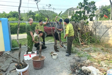 Ninh Bình: Cảnh báo hành vi khai thác, kinh doanh Cây “Muội hồng” trái phép
