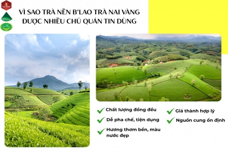 Trà Nai Vàng kiên định lối đi riêng: Chuẩn hóa sản xuất để nâng tầm trà Việt