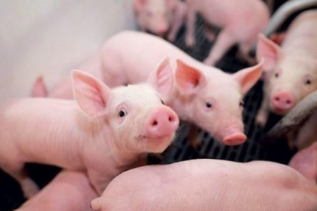 Giá heo hơi hôm nay 19/5: Cao nhất 70.000 đồng/kg