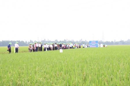 Hà Nội đánh giá hiệu quả nhiều mô hình M888com link hiện đang mở lúa ứng dụng công nghệ cao vụ xuân 2026
