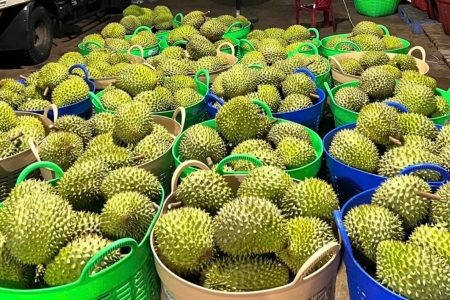 Giá sầu riêng hôm nay 24/5: Thị trường ổn định