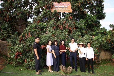 Bắc Ninh: Sôi động gara quảng bá thương hiệu vải chín sớm