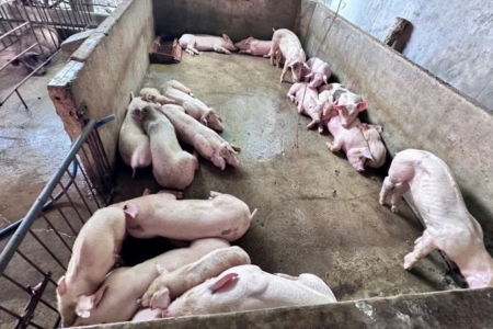 Đồng Nai: Khởi tố nhóm đối tượng thu gom hàng tấn heo chết, heo bệnh tuồn ra thị trường