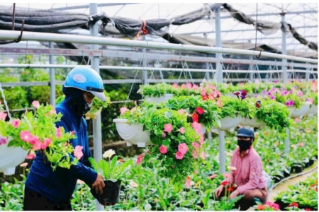 Quỹ Khuyến nông Hà Nội: Đòn bẩy tài chính thúc đẩy phát triển nông nghiệp quy mô lớn