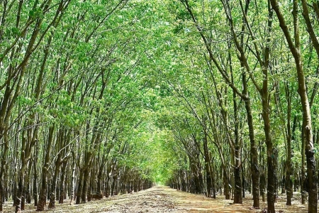 Giá cao su hôm nay ngày 5/6: Đồng loạt giảm
