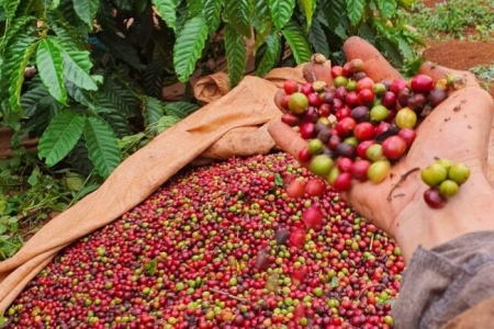 Giá cà phê hôm nay 10/6: Tăng 300 - 500 đồng/kg